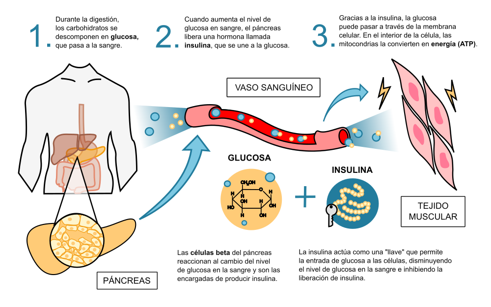 Esquema sobre el proceso de regulación del nivel de glucosa en sangre